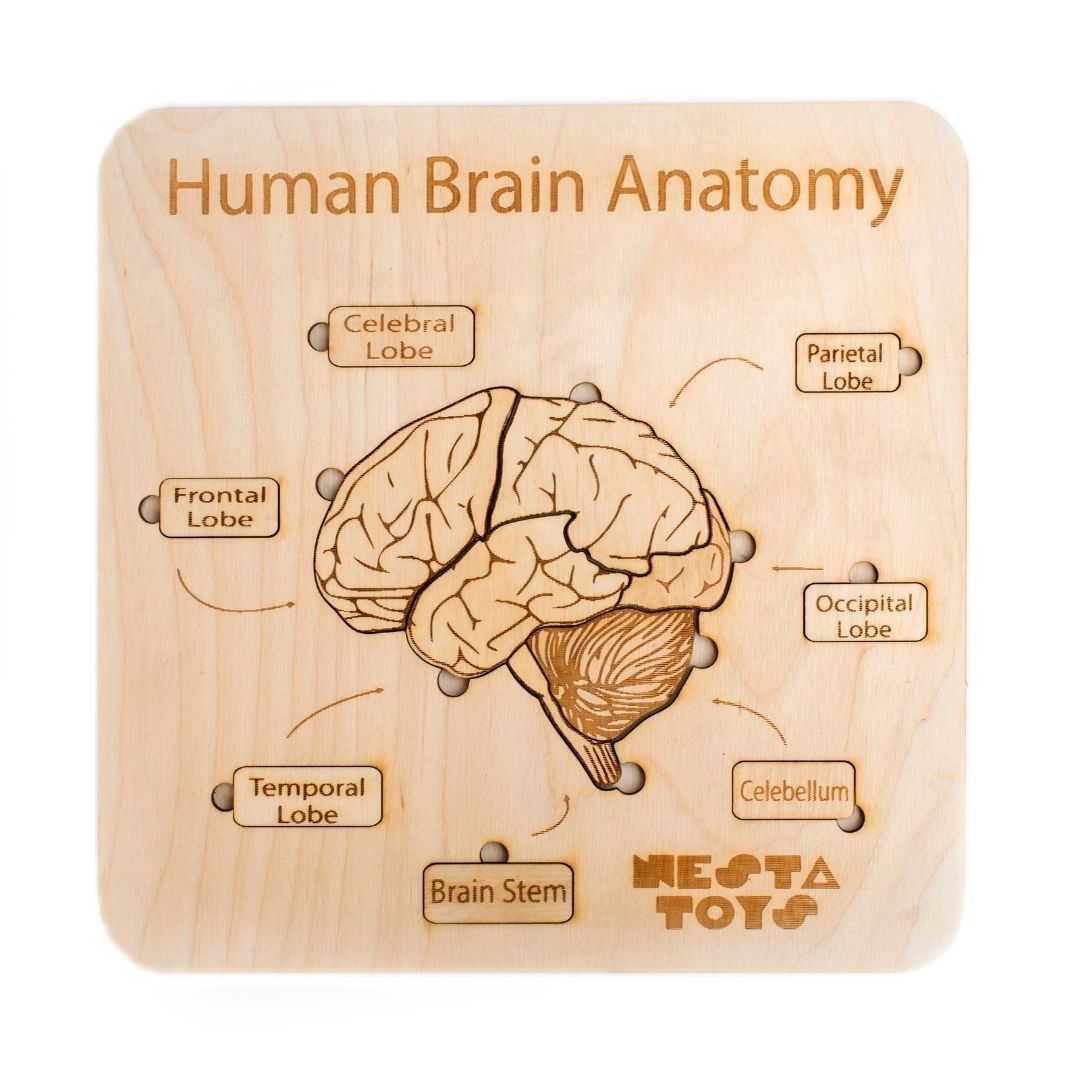 NESTA TOYS Montessori Learning Wooden Puzzle | Human Brain Anatomy Puzzle for Kids (13 Pcs)
